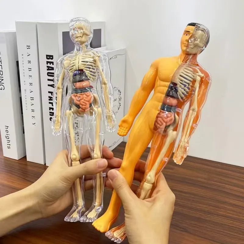 3D Human Anatomy Model, Transparent Body with Removable Organs – view 2