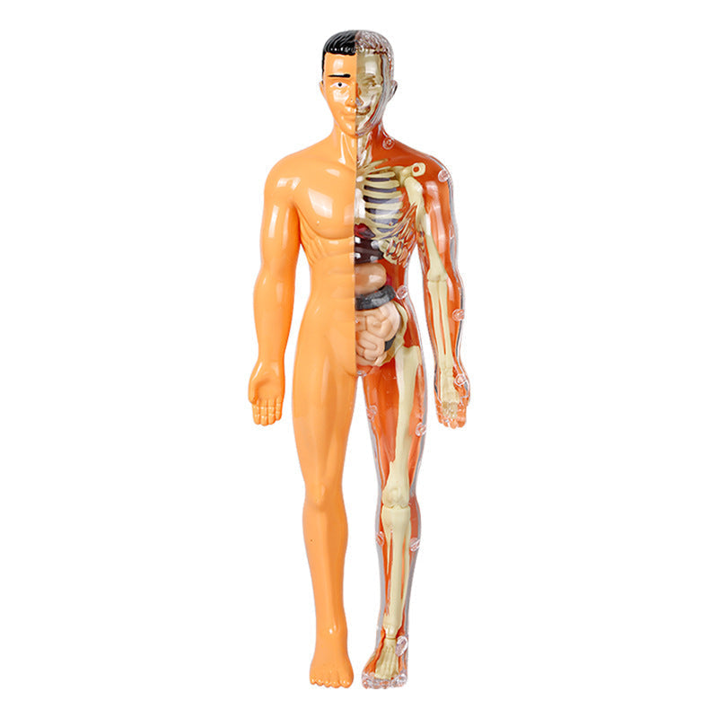 3D Human Anatomy Model, Transparent Body with Removable Organs – view 7