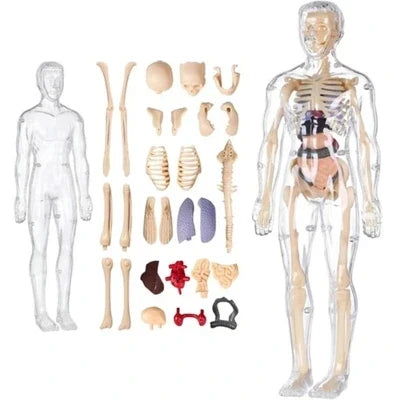 3D Human Anatomy Model, Transparent Body with Removable Organs – view 5