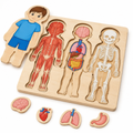 Birch plywood layered body puzzle with clothes layer lifted to show muscles, organs and skeleton, on white