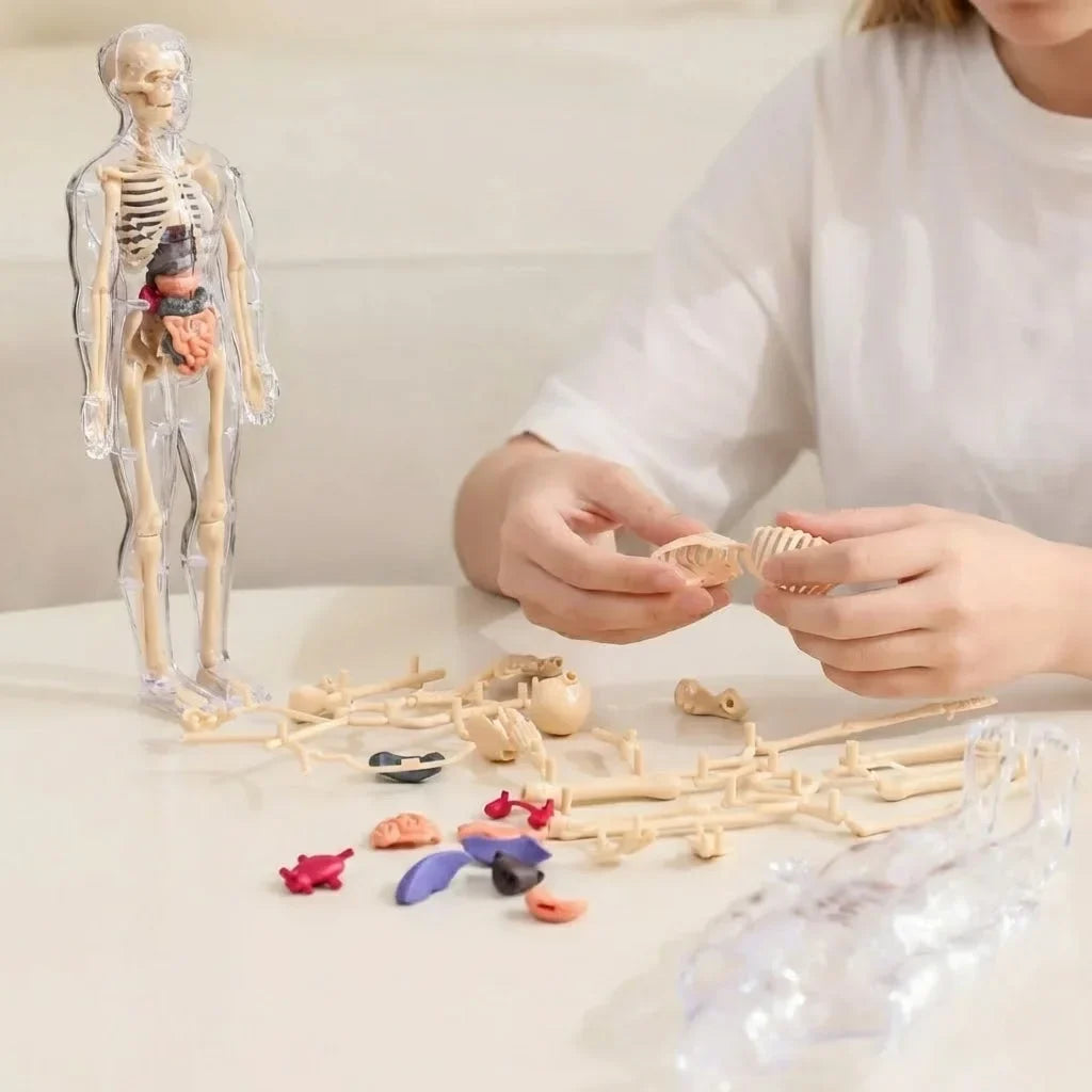 3D Human Anatomy Model, Transparent Body with Removable Organs