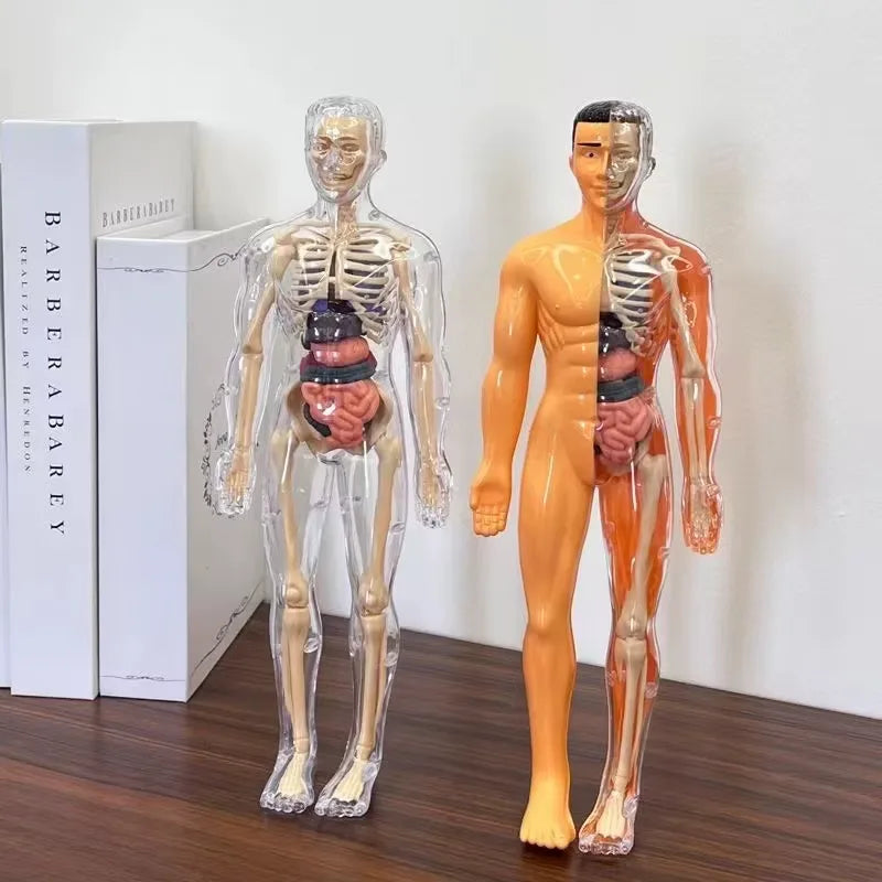 3D Human Anatomy Model, Transparent Body with Removable Organs – view 4