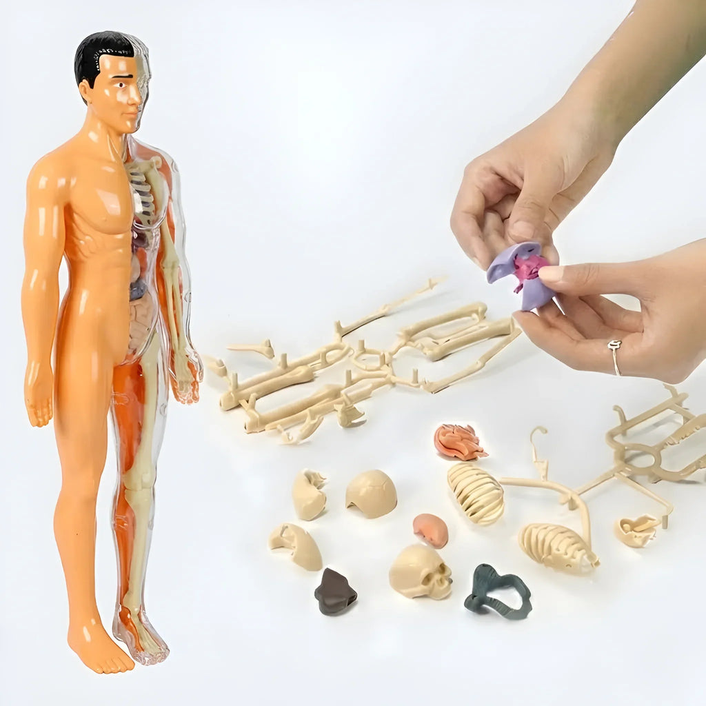 3D Human Anatomy Model, Transparent Body with Removable Organs – view 6