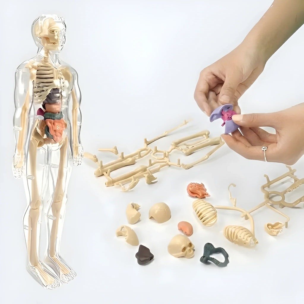 3D Human Anatomy Model, Transparent Body with Removable Organs – view 8