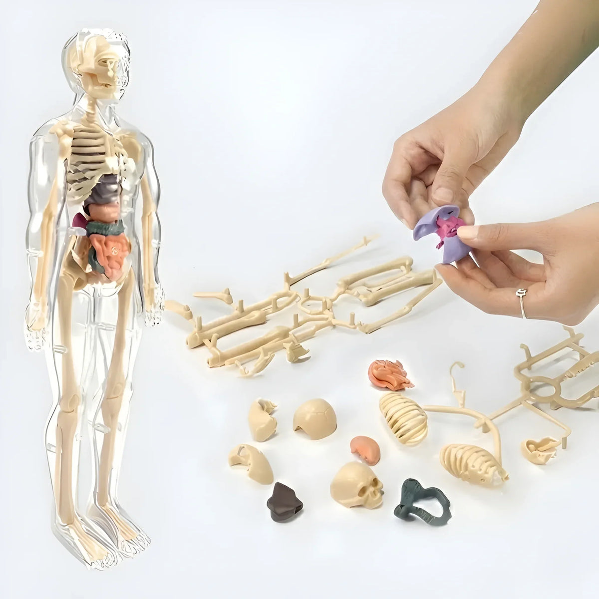 3D Human Anatomy Model, Transparent Body with Removable Organs – view 8