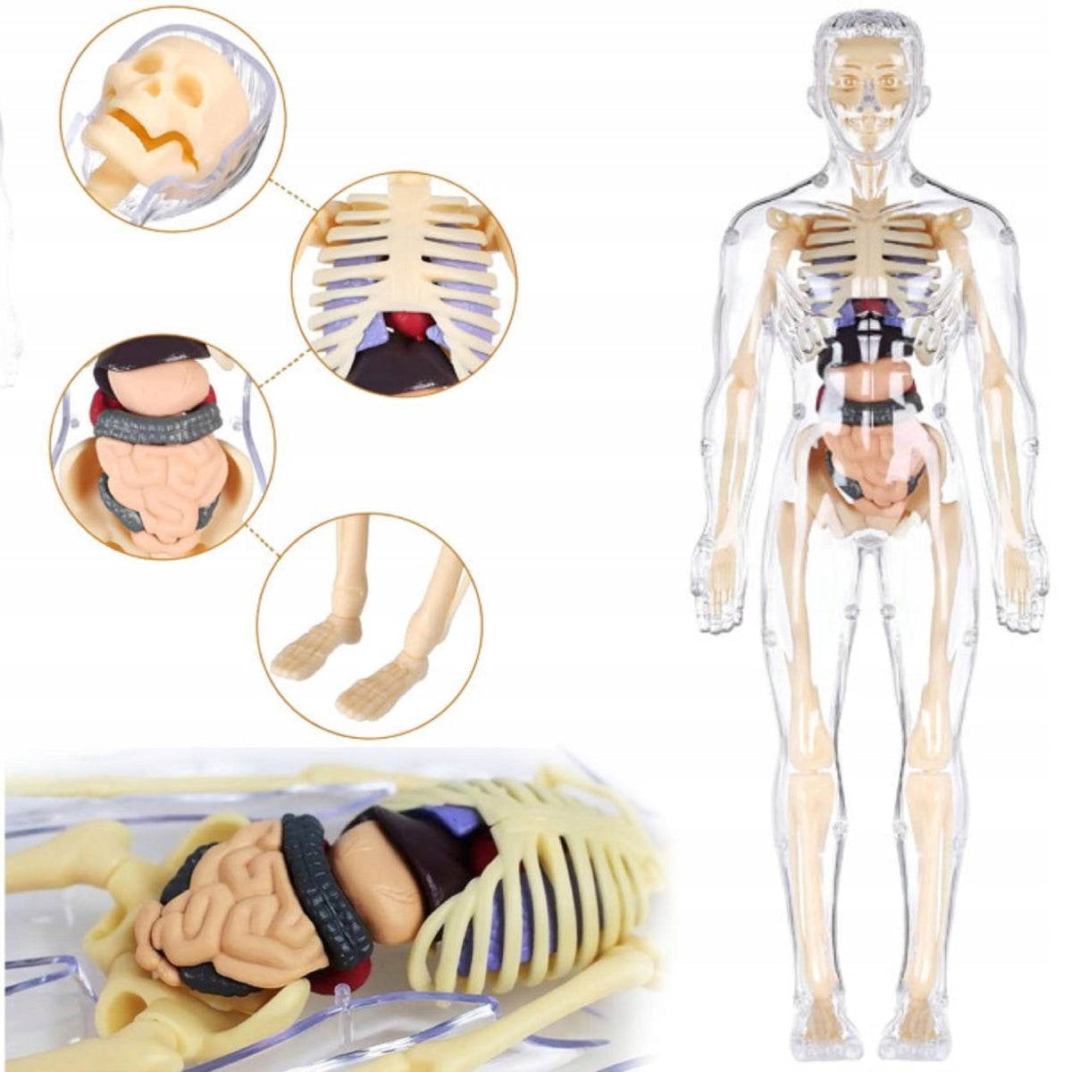 3D Human Anatomy Model, Transparent Body with Removable Organs – view 3
